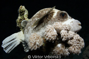 Masked pufferfish by Viktor Vrbovský 